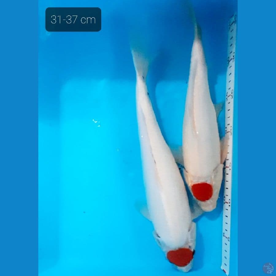Tancho kohaku 31 cm n Tancho showa 37 cm