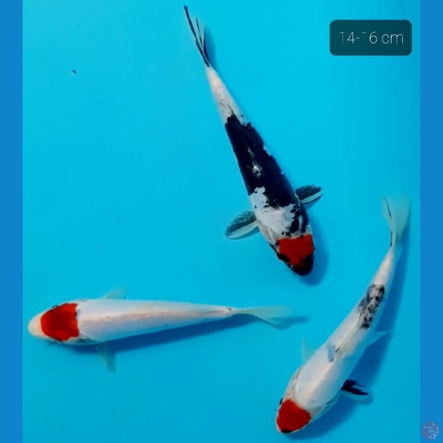 Tancho showa doit ori 14-16 cm