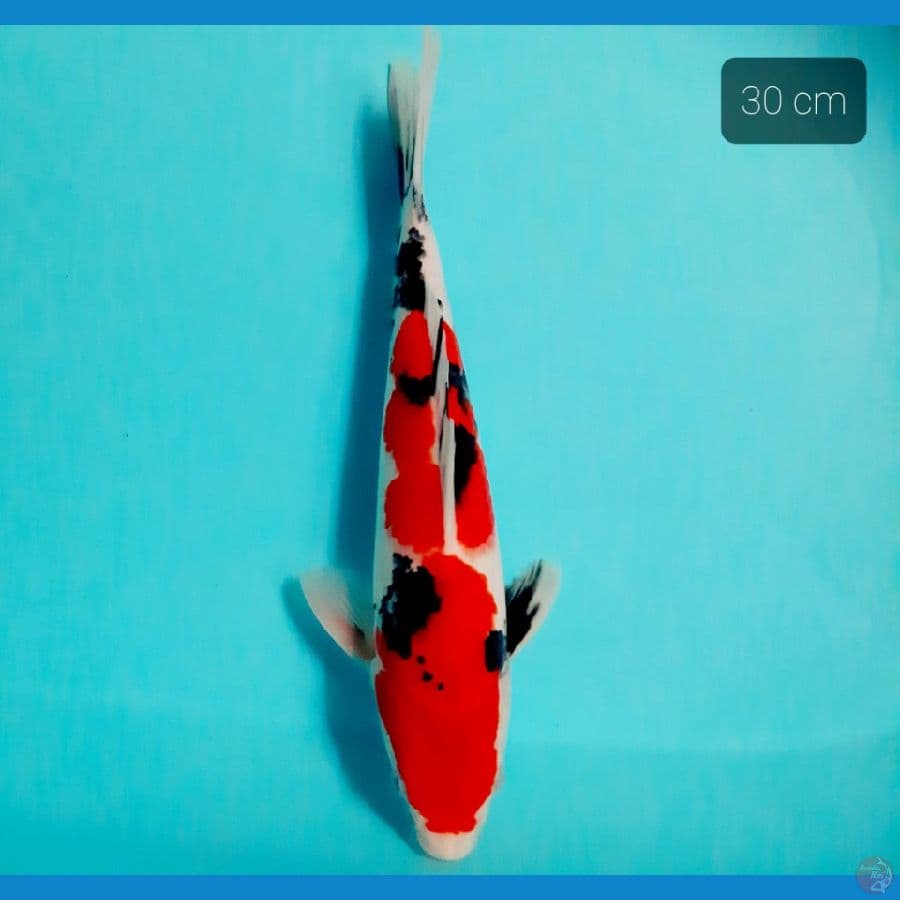 sanke 30 cm