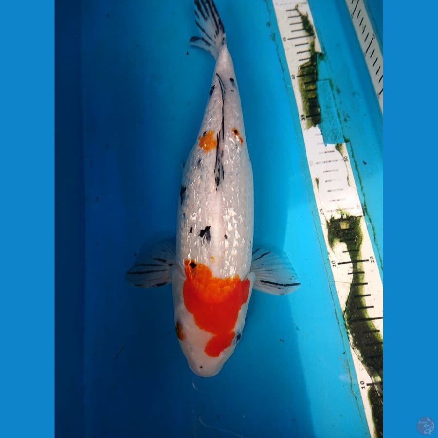 SANKE GINRIN 36 cm