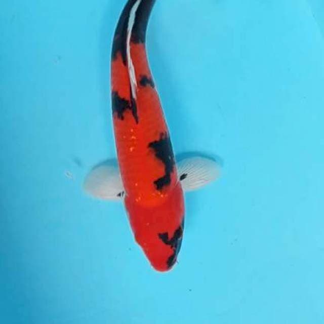 Showa 34cm