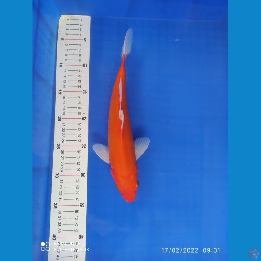 akahajiro 30 cm strooong