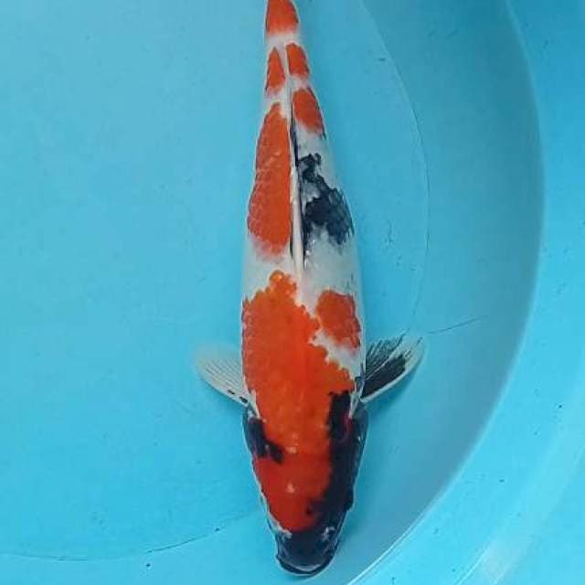 Showa 32cm