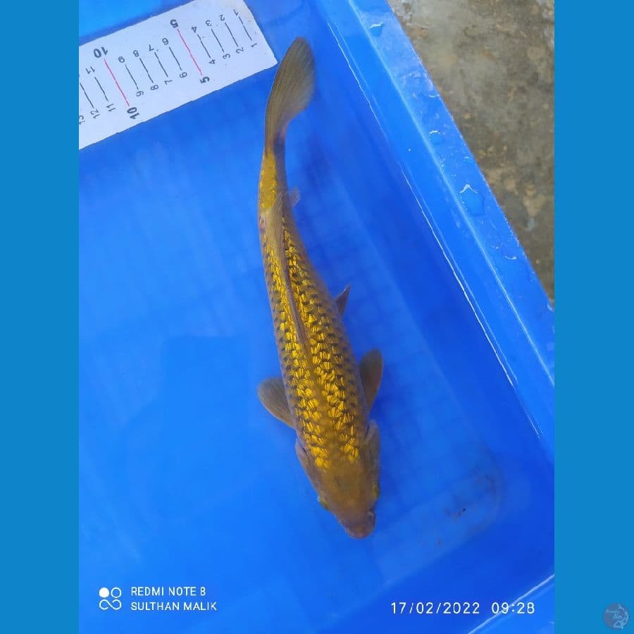 midori ginrin 30 cm