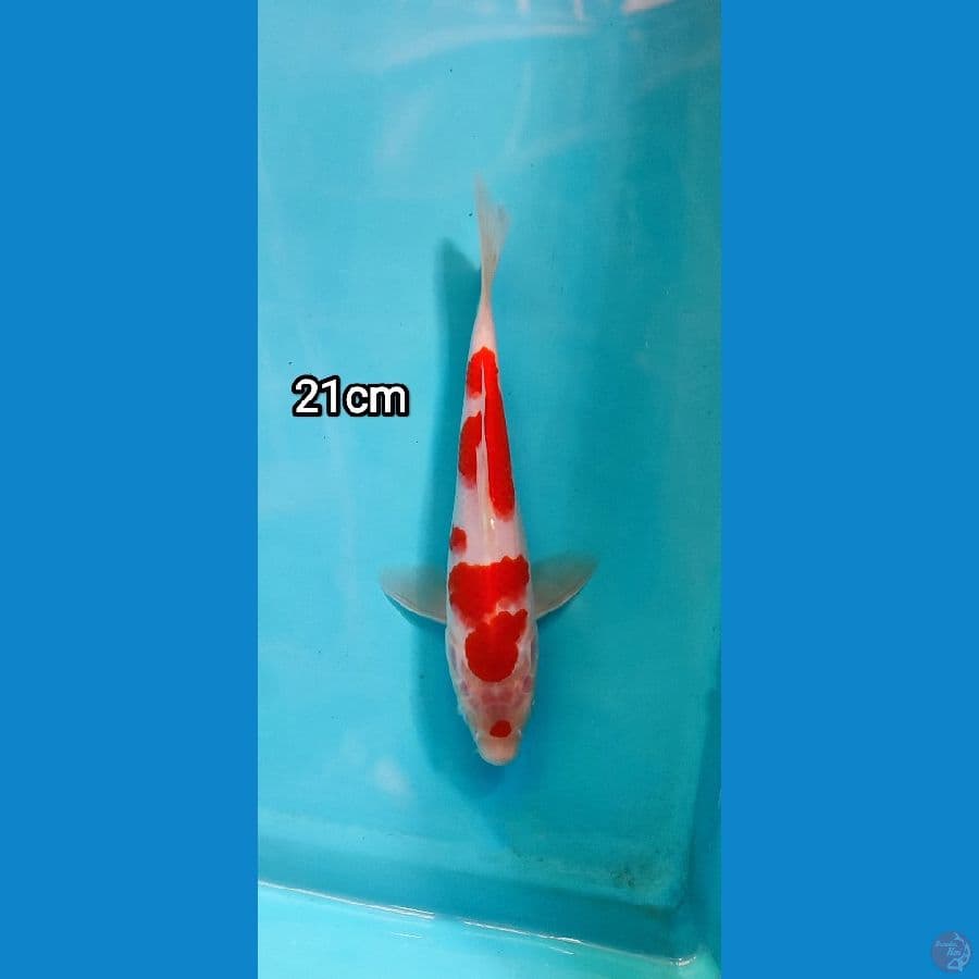 kohaku 21