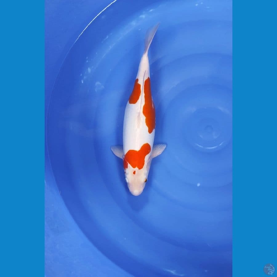 KIKUSHUI 42 CM