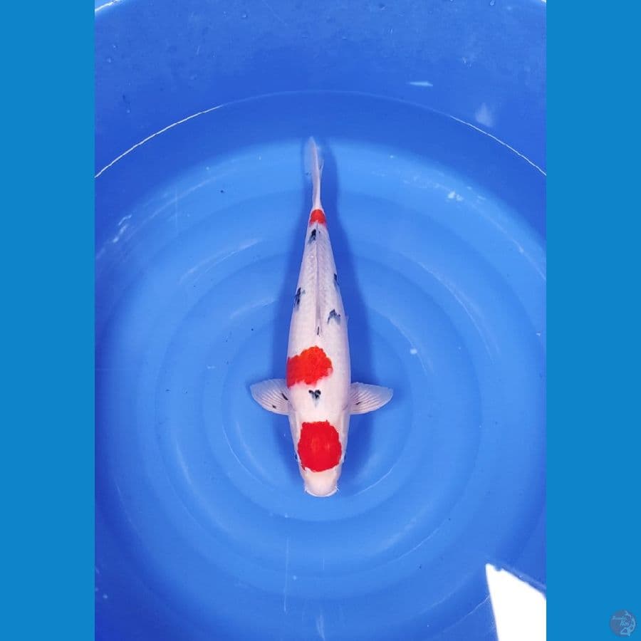 JUMBO TANCO SANKE 48 CM