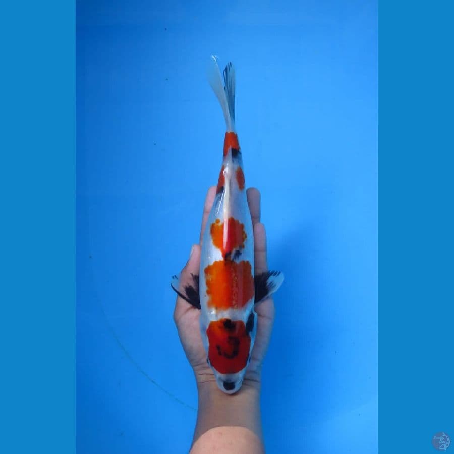 Kindai showa original 26cm