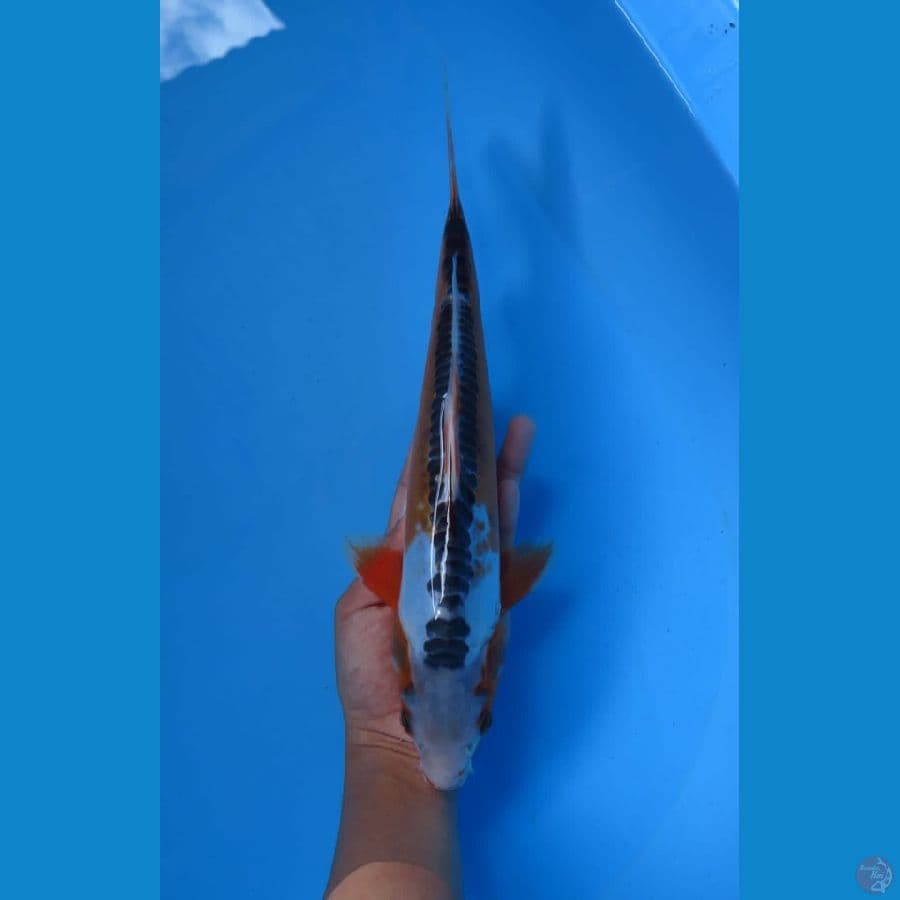 Shusui 29cm