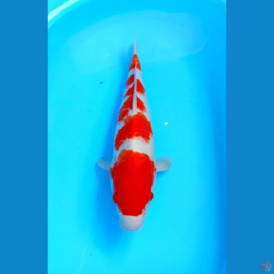 kohaku 42cm