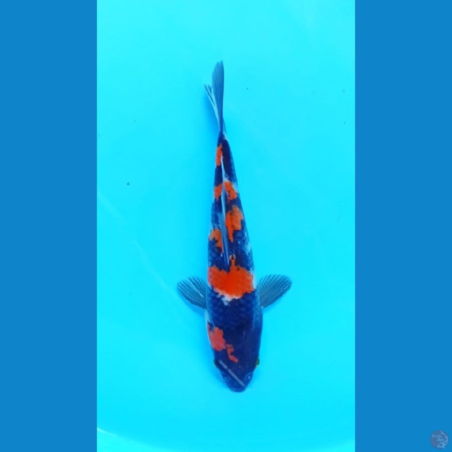 showa 19cm