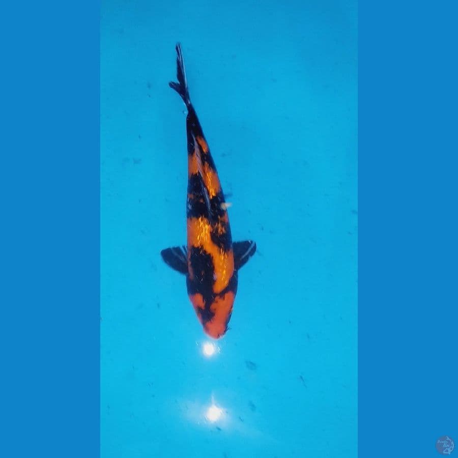 Ginrin Hi Showa 30Cm Male