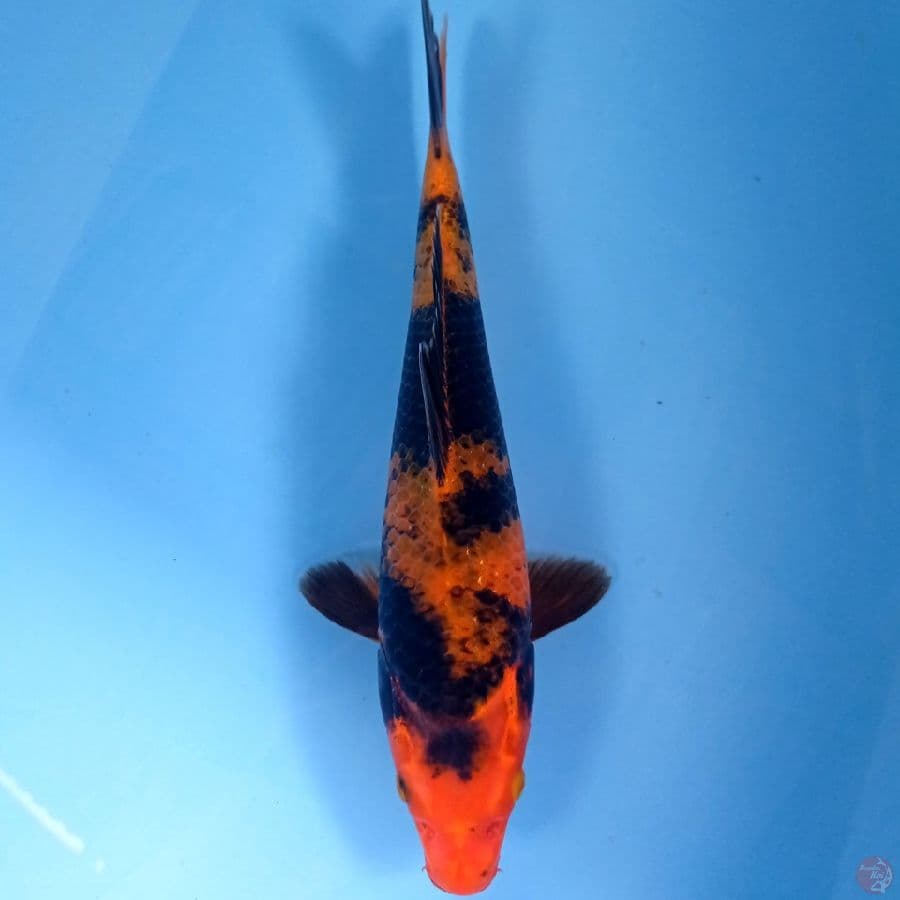 hi utsuri, 31 cm