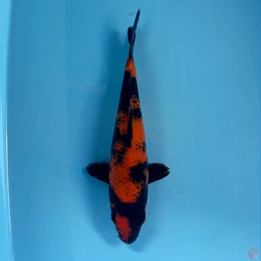 hi utsuri, 23 cm