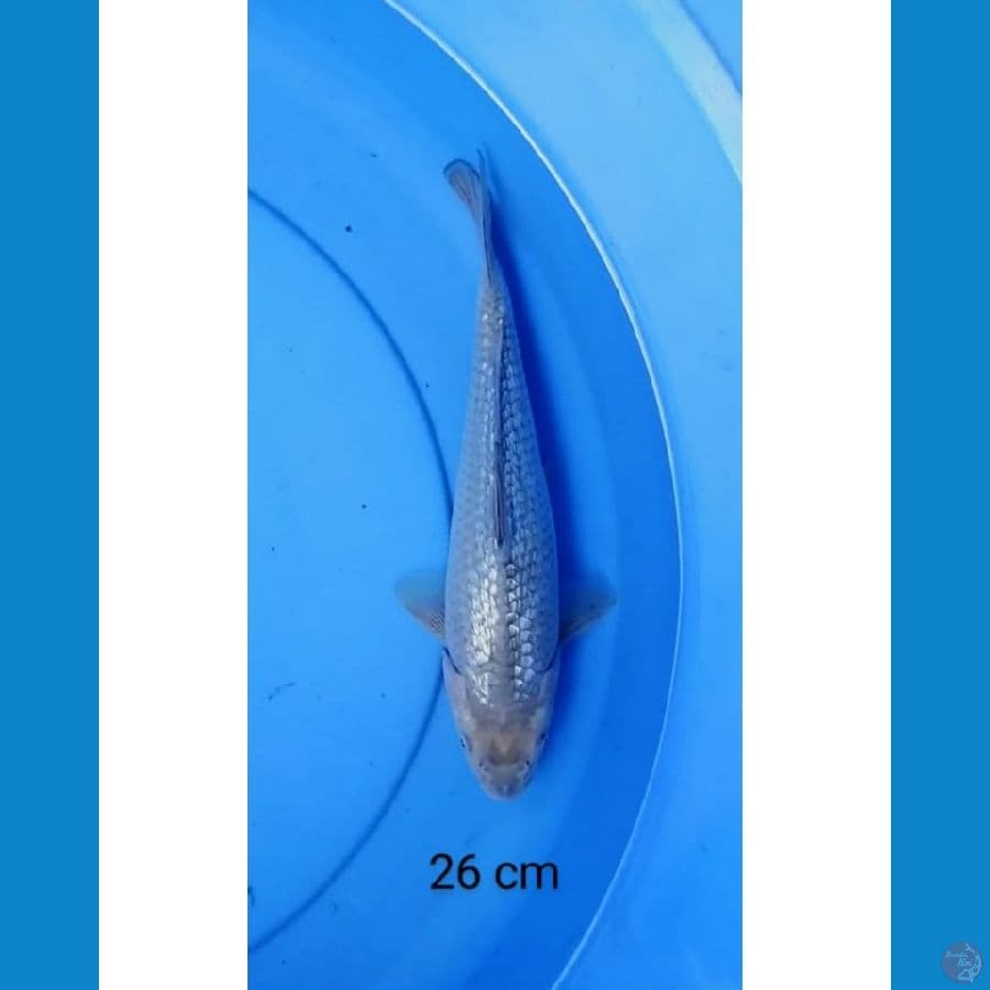 Soragoi ginrin punuk onta 26 cm