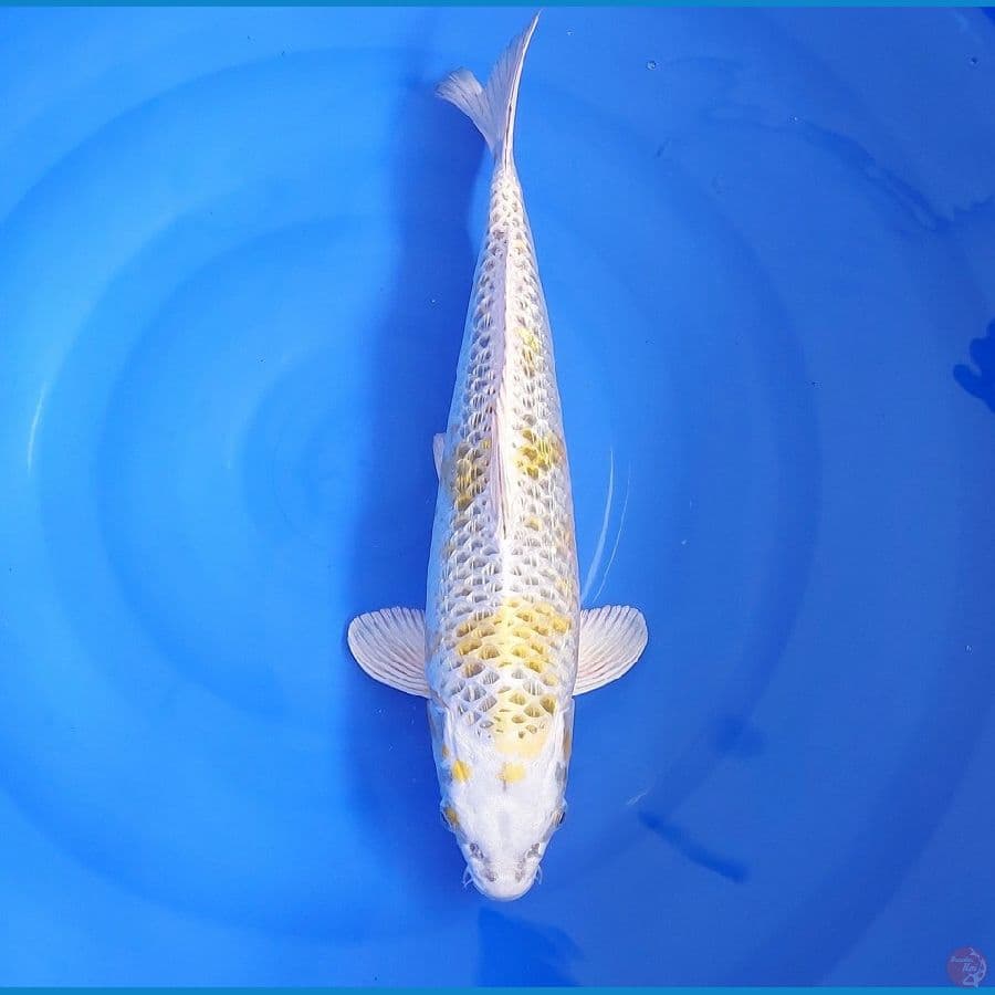 HARIWAKE GINRIN JUMBO
