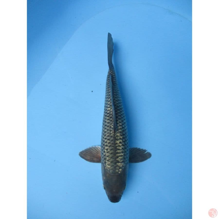 MKC KOI GRUB