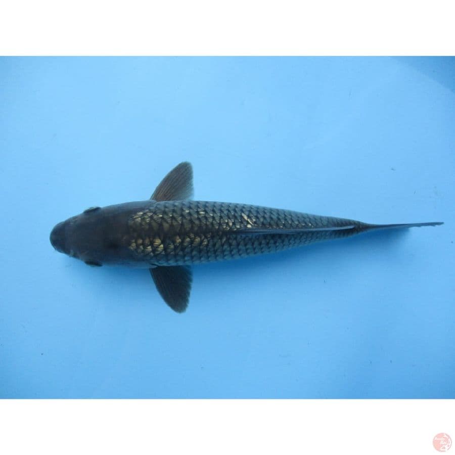 MKC KOI GRUB