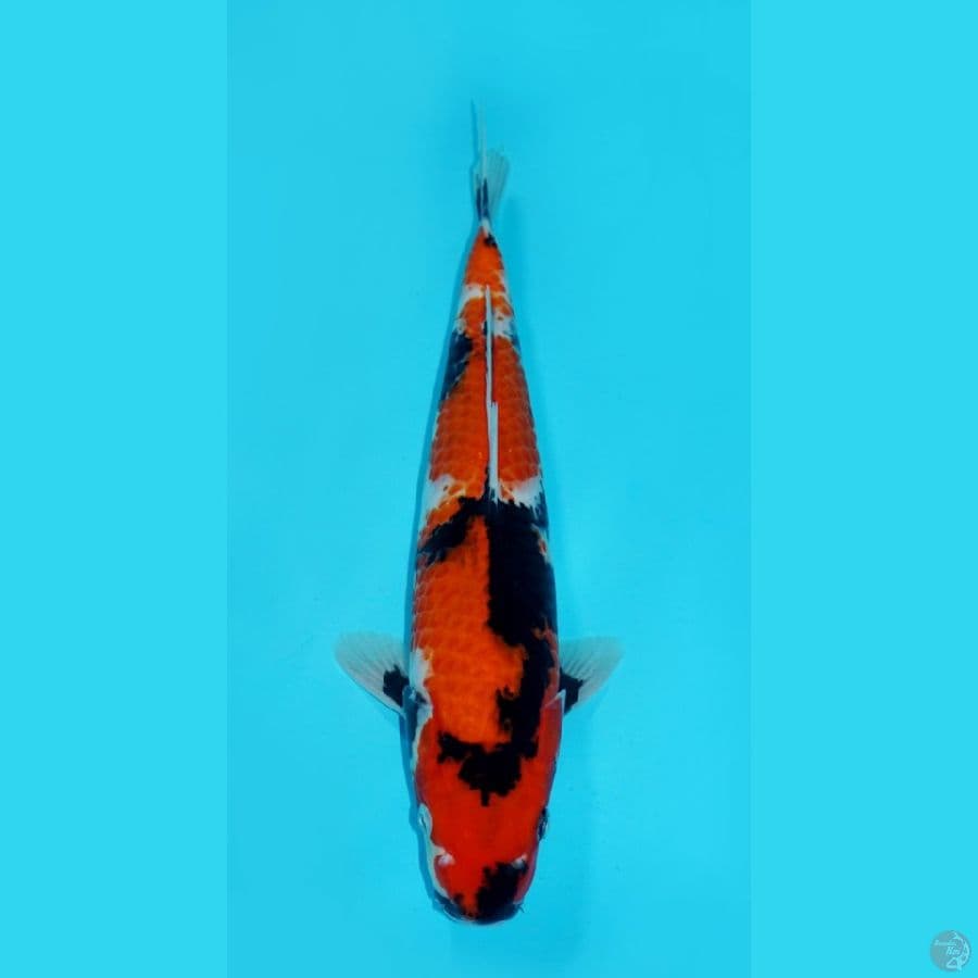 SHOWA, 34 CM