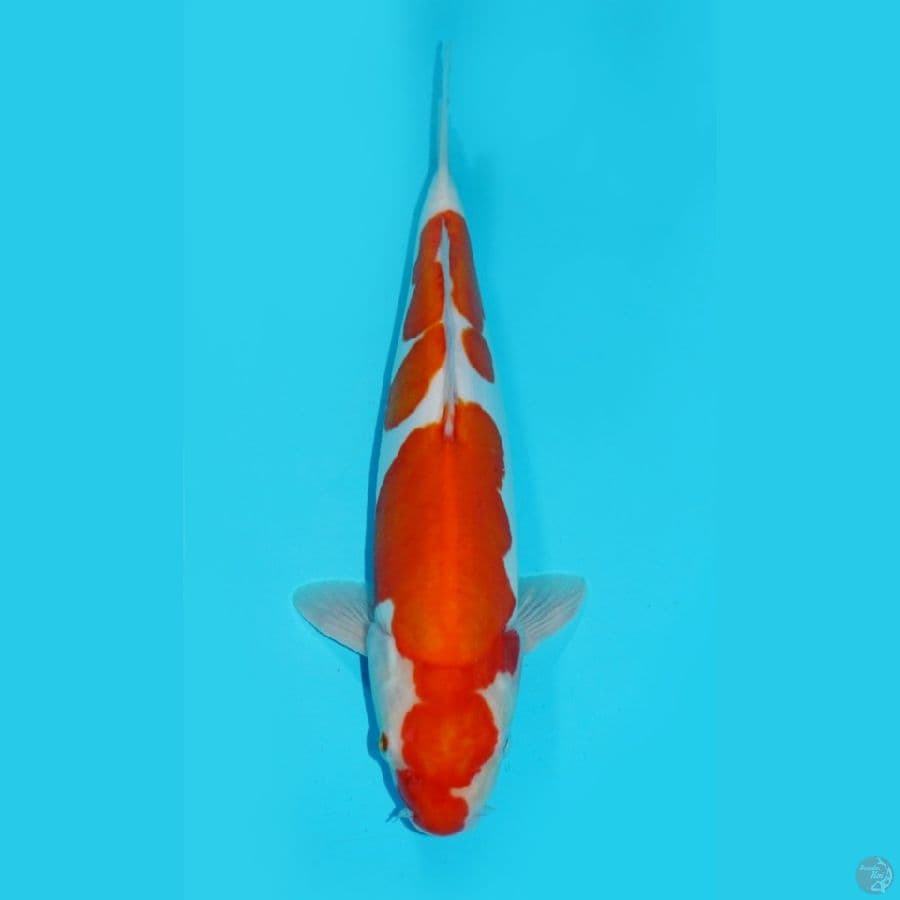KOHAKU DOITSU MURNI, 32 CM