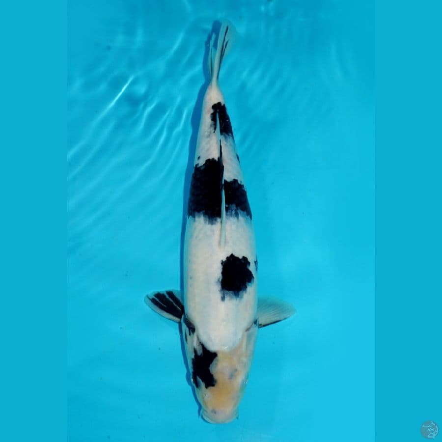 SHIRO, 33 CM