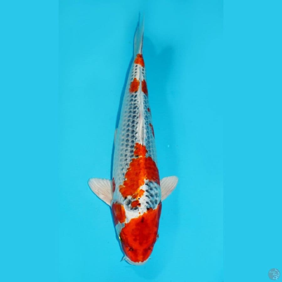 31 CM, KUJAKU