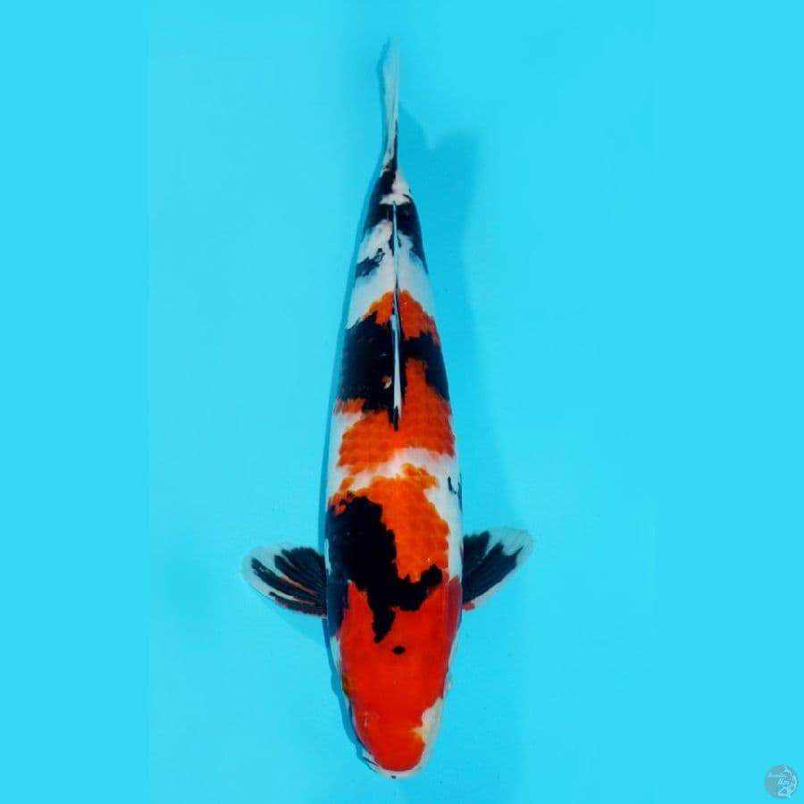 SHOWA, 37 CM