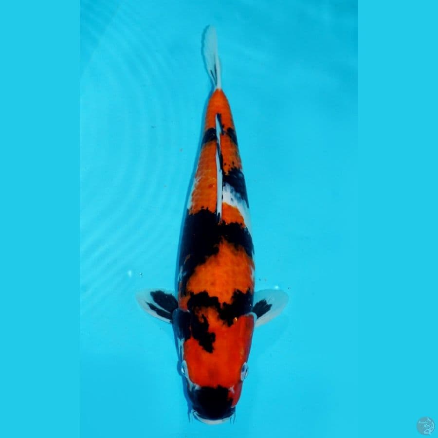 SHOWA, 36 CM
