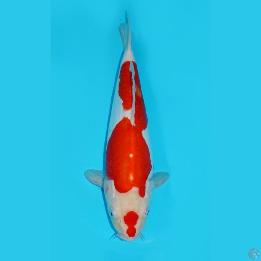 33 CM, KOHAKU DOITSU