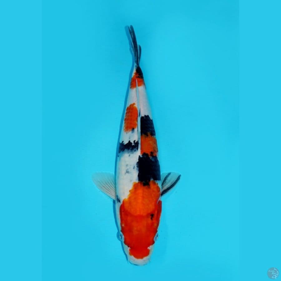 33CM, SHOWA