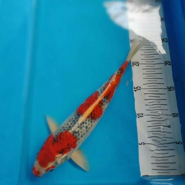 goshiki 30 cm