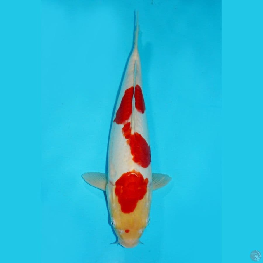 KOHAKU ARAGOKE, 33 CM