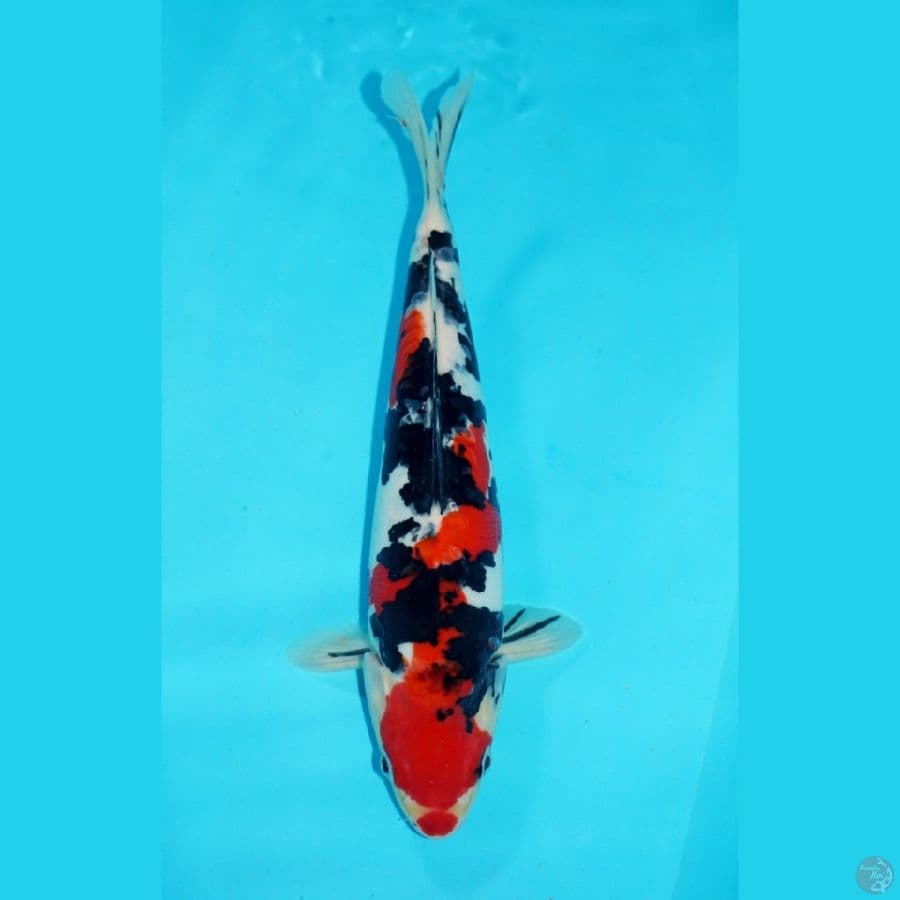 SHOWA DOITSU, 30 CM