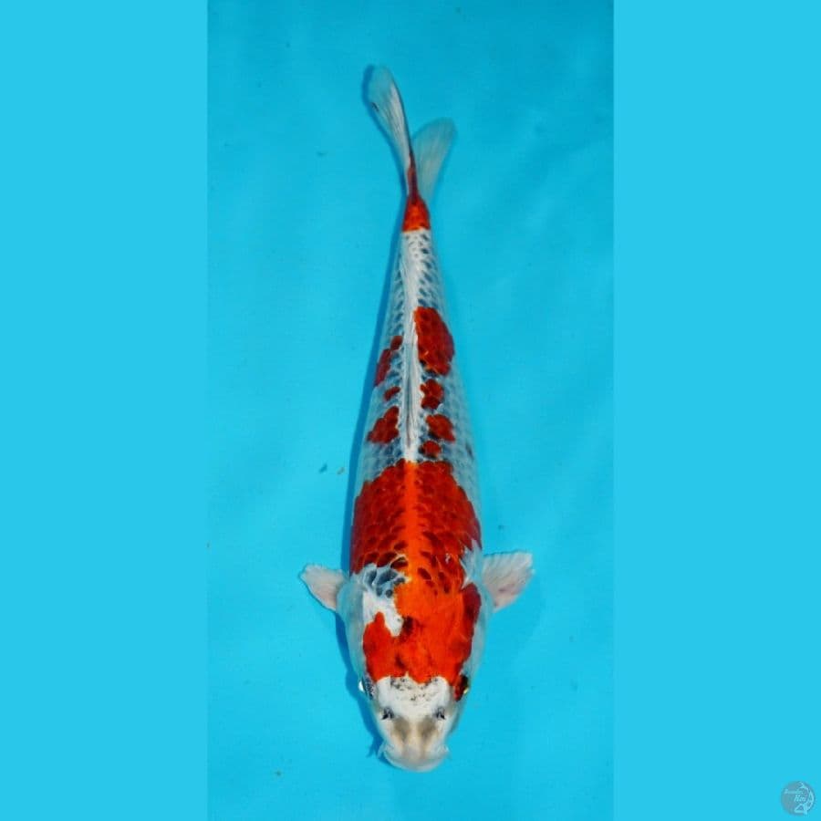 30 CM, KUJAKU
