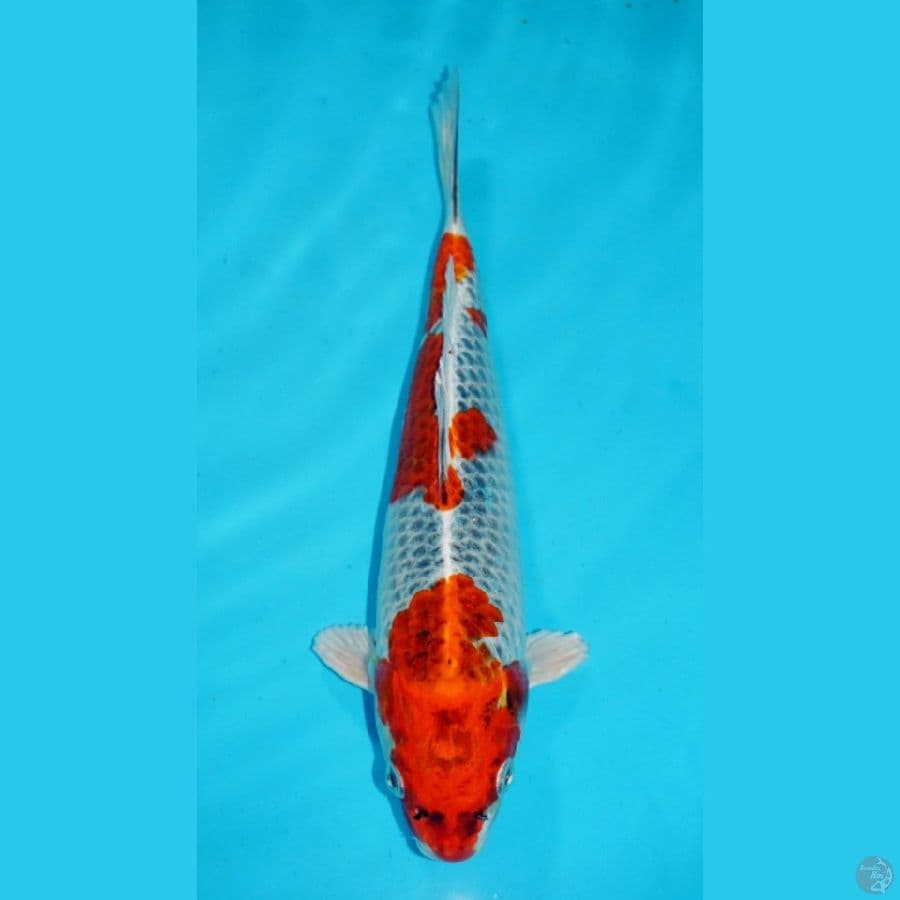 30 CM, KUJAKU