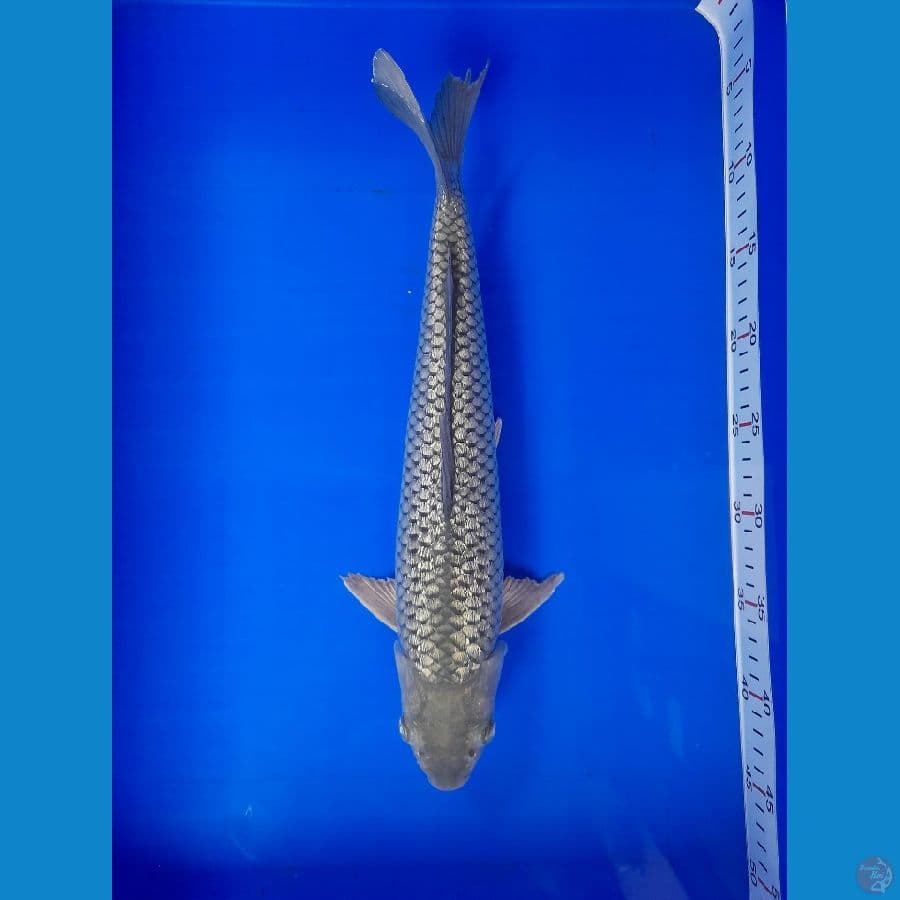 Soragoi ginrin 37cm