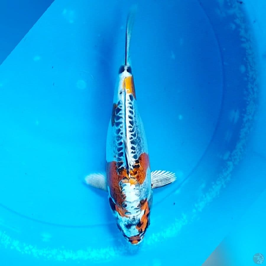 kiko bodi mentheg² 27cm