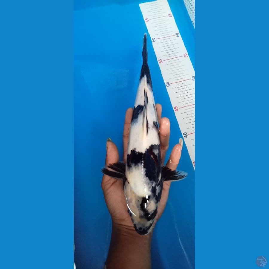 siro sumi kuat 30cm male