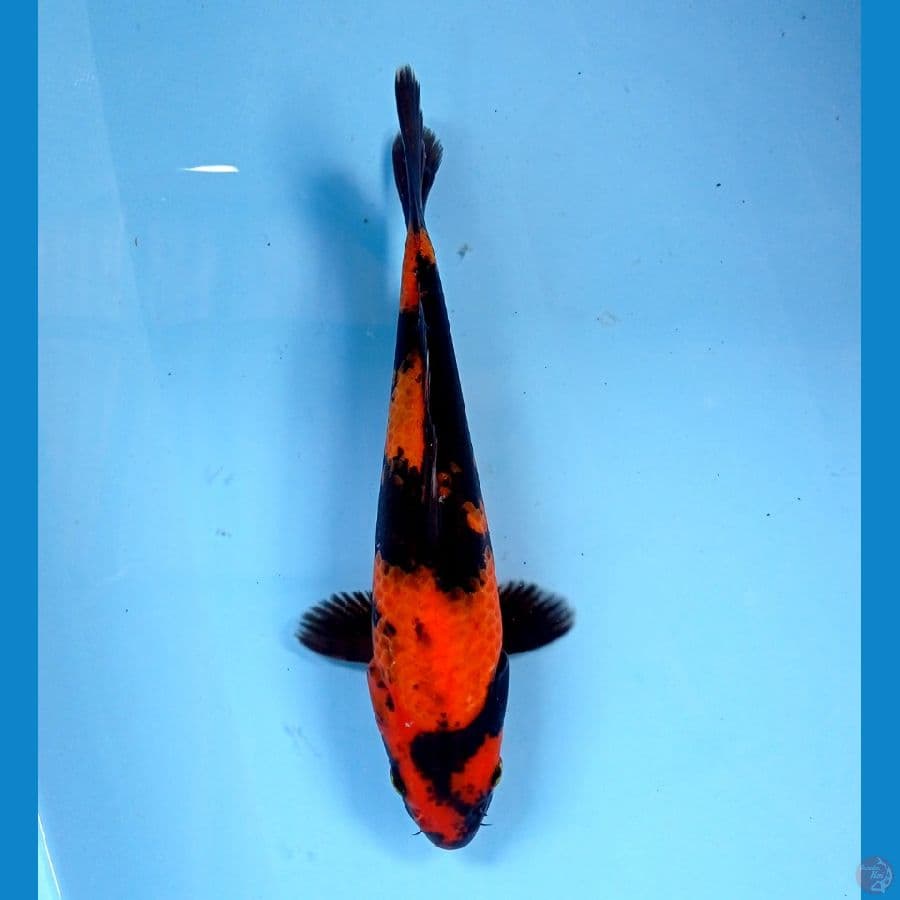 hi utsuri 28cm