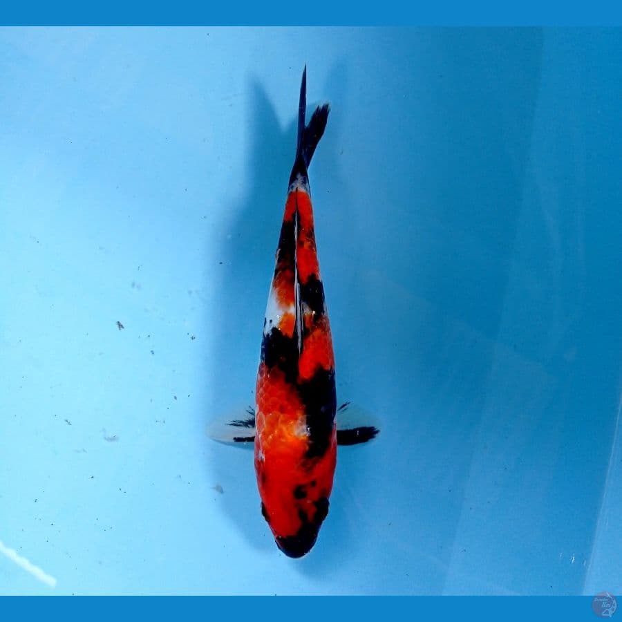showa 24cm