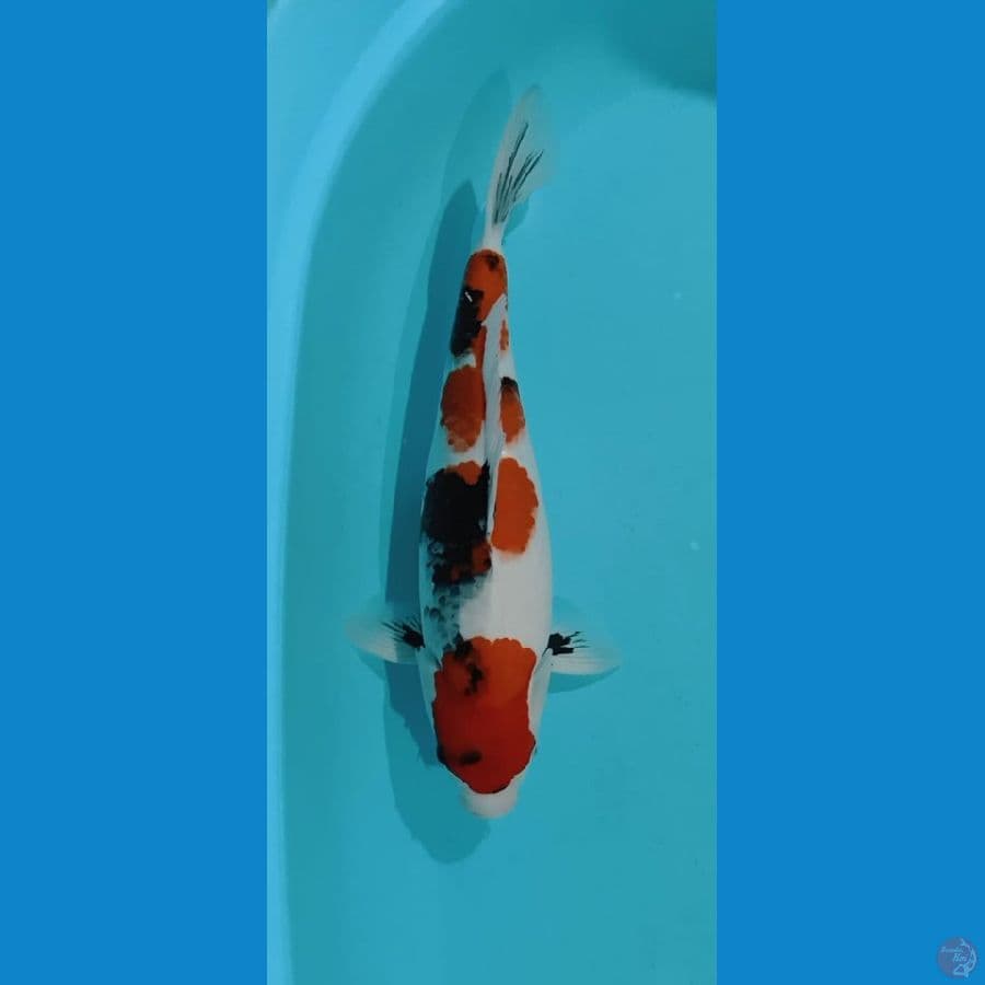 showa tategoi 40cm female
