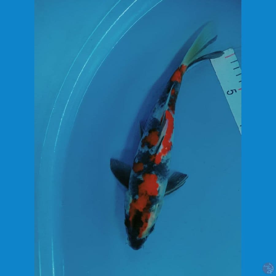 Showa