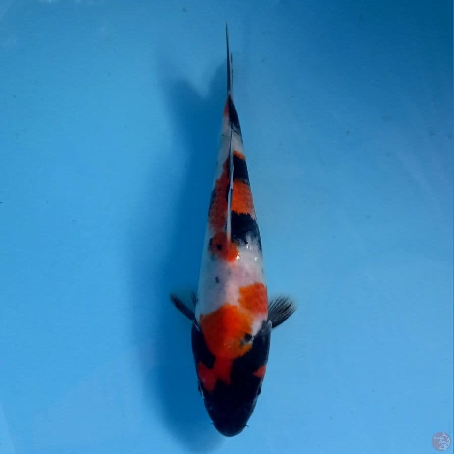 showa, 17 cm