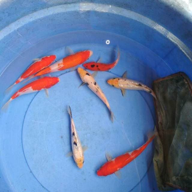 Mix koi