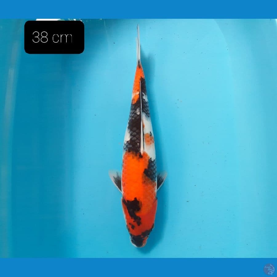Showa 38 cm