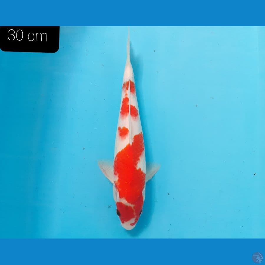 Kohaku 30 cm