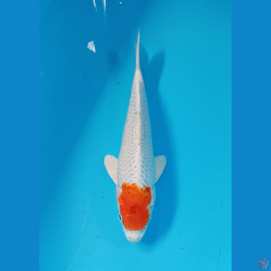 tancho 23cm