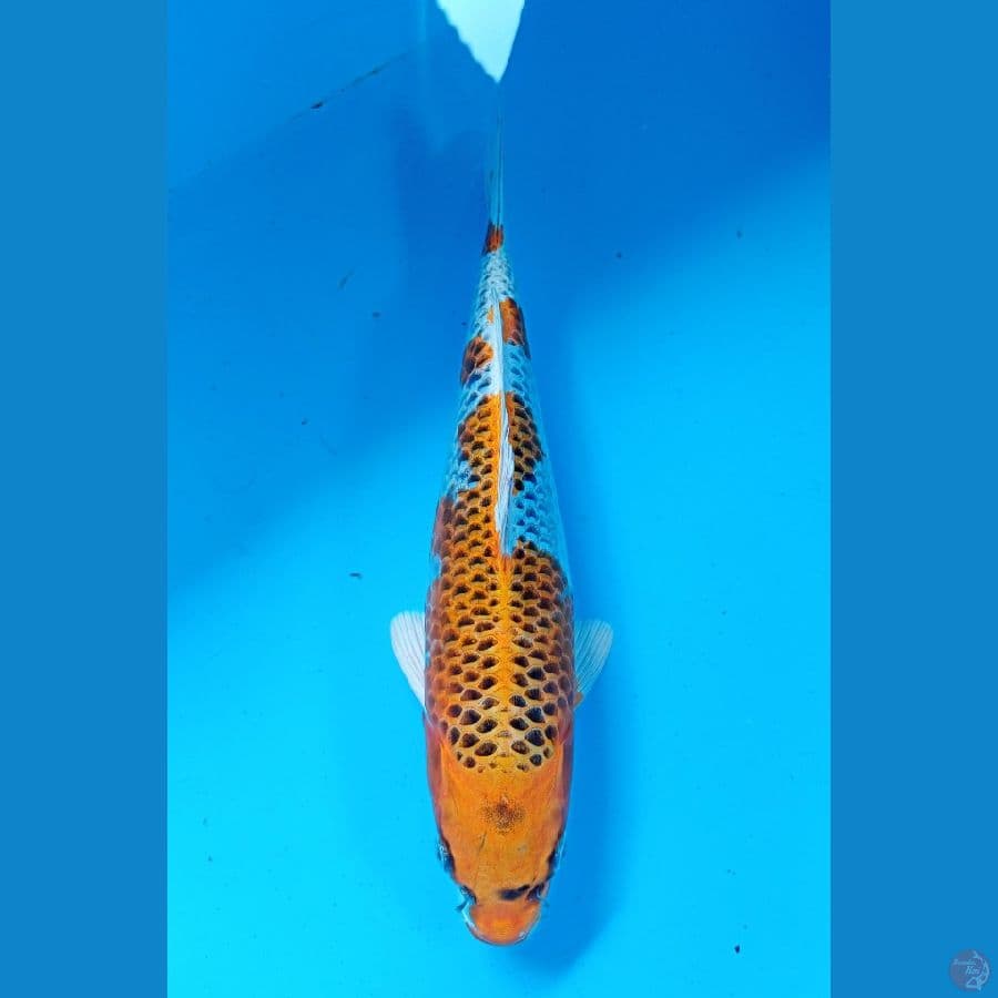 kujaku 27cm