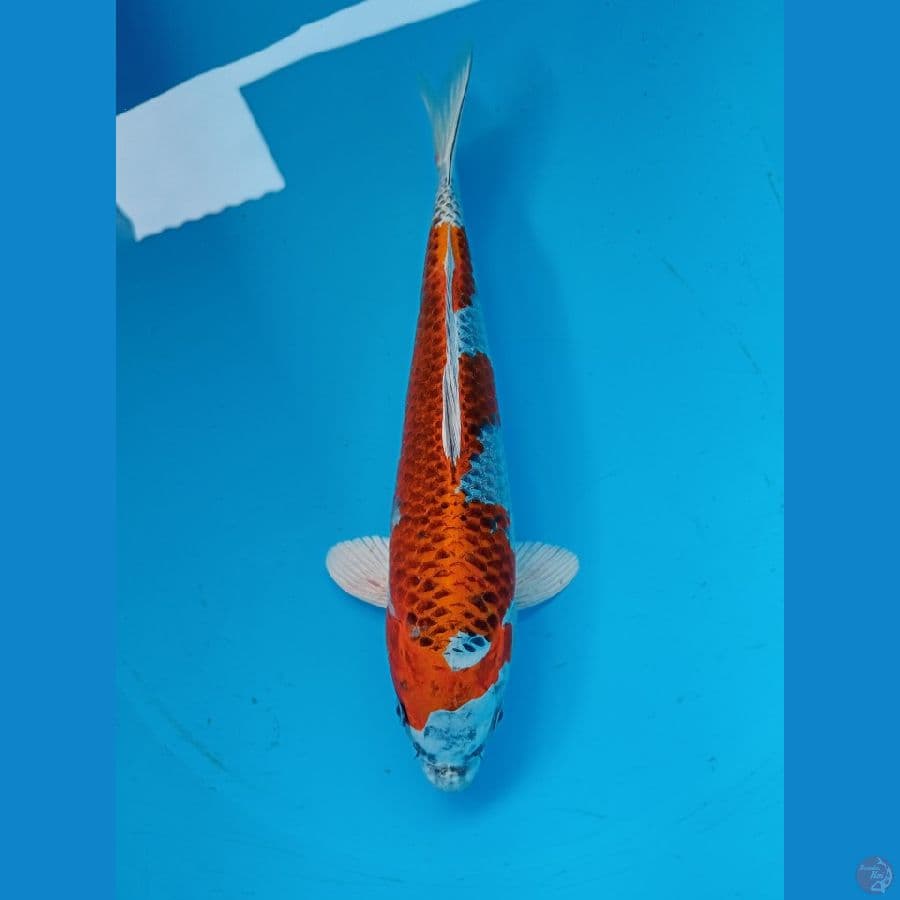 kujaku 29cm