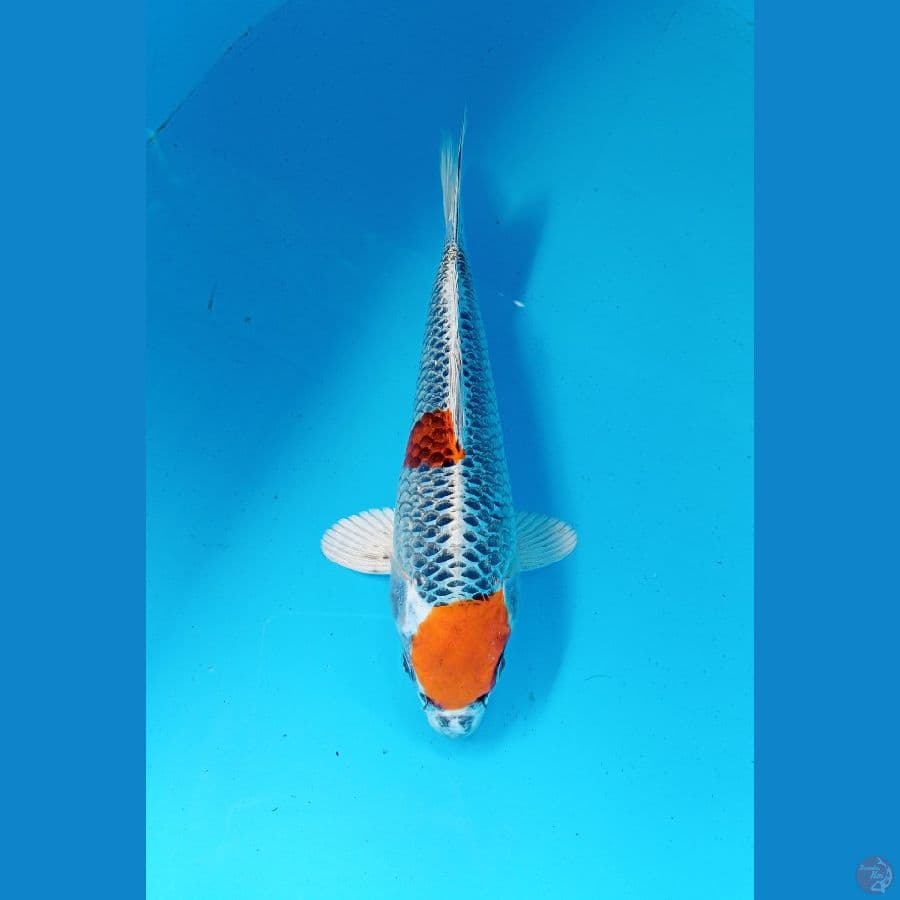 tancho 24cm